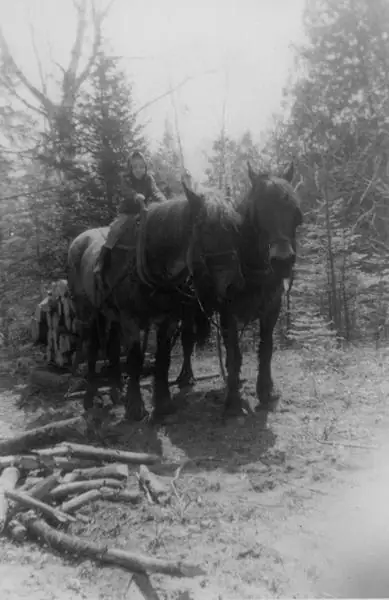 A person guides two harnessed horses through a wooded clearing beside cut logs.
