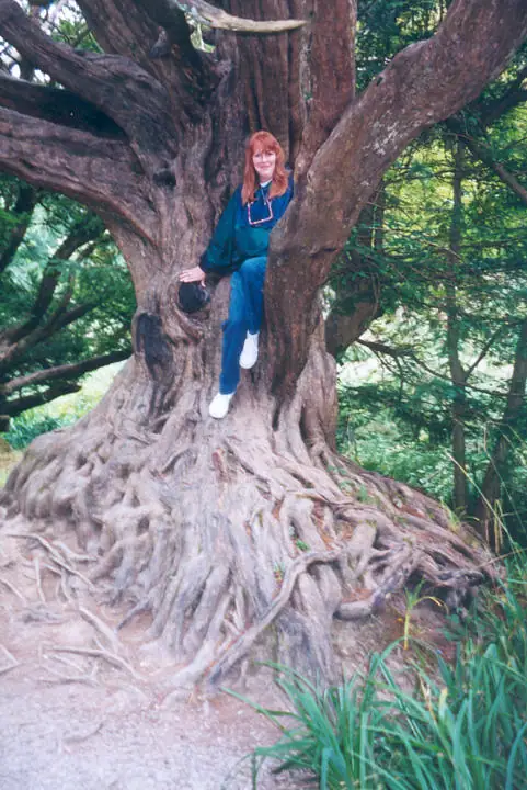 A red-haired woman sits in the fork of a massive tree surrounded by woodland.