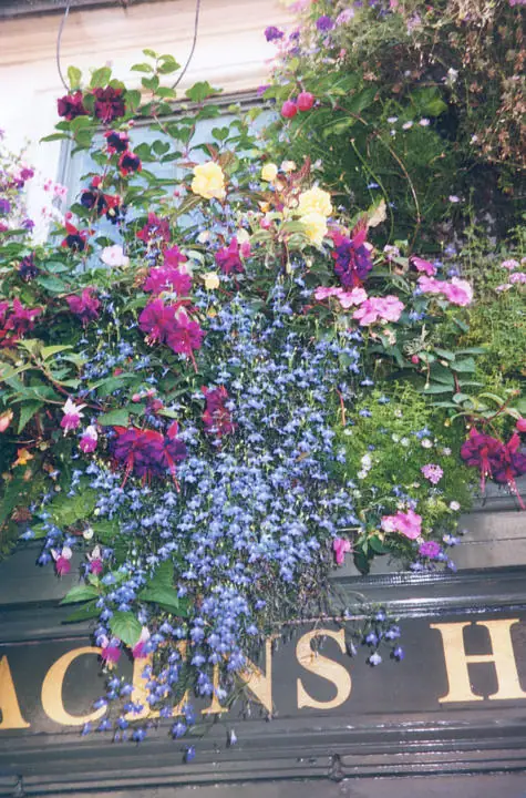 A dense floral display spills over a dark sign in front of a pale building with a blue-green window.