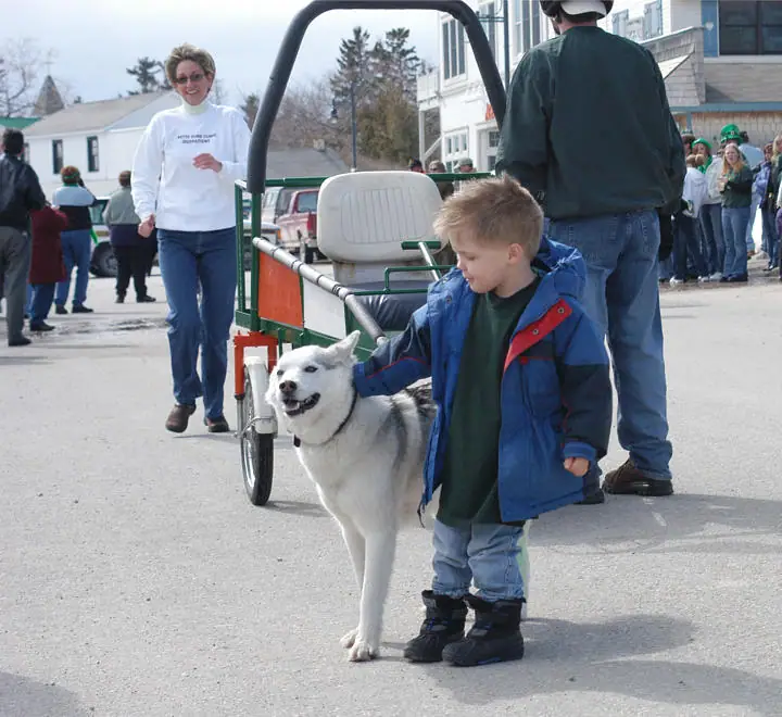 A child walks beside a white-and-gray dog during a street gathering with a golf cart and crowd.
