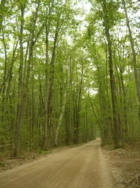 A dirt road runs through a dense, leafy forest of tall slender trees.