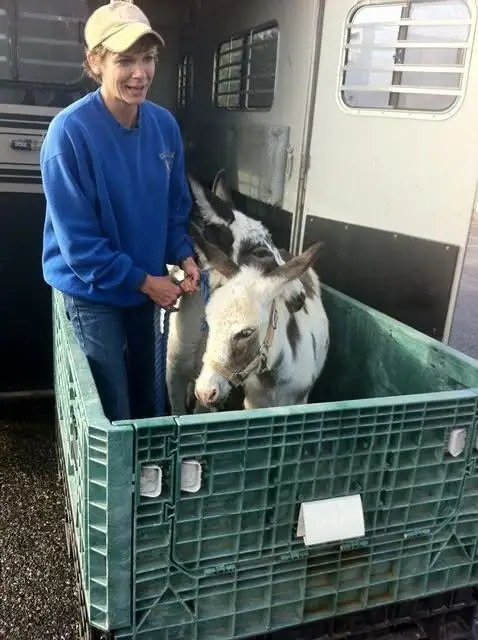 A woman stands beside two spotted goats in a green plastic crate outside a white trailer.