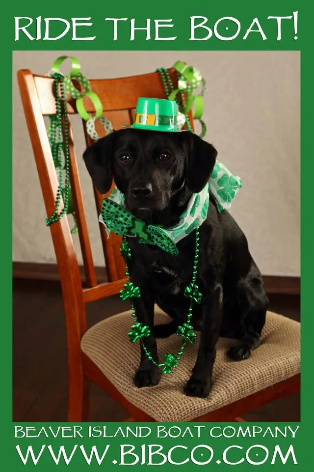 A black puppy in green shamrock decorations sits on a wooden chair beneath promotional lettering.