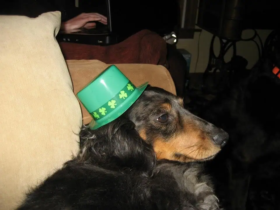 A long-haired black-and-tan dog wearing a bright green shamrock-patterned hat sits on a couch.