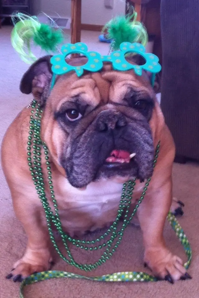 Close-up of a pug wearing blue flower-shaped glasses, green beads, and a feathered headband.