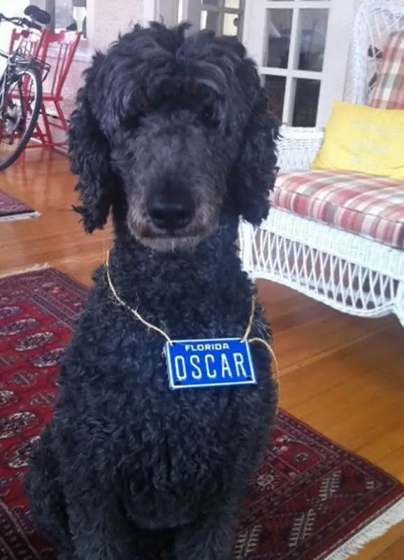 A curly-haired black dog sits indoors wearing a blue license plate on a cord around its neck.