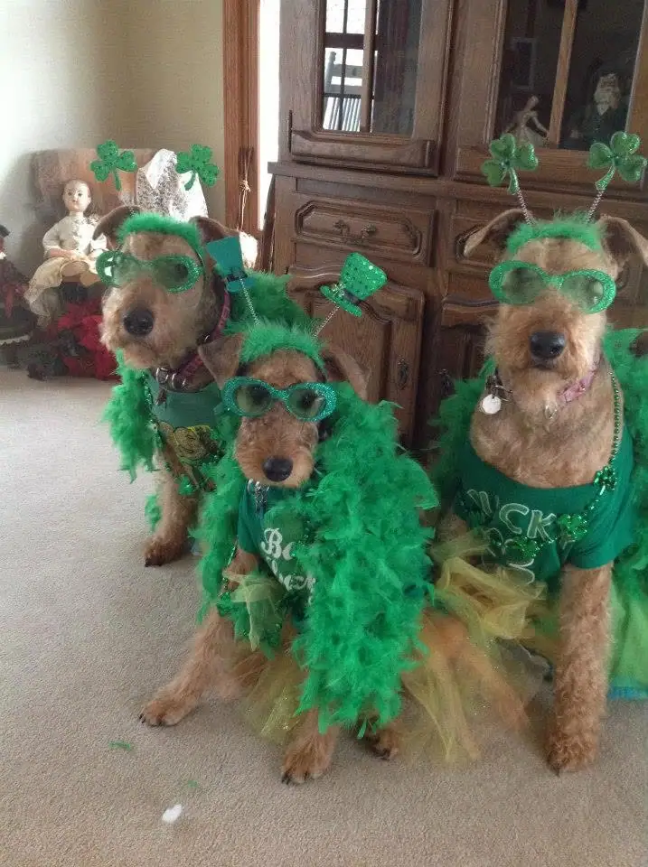 Three small brown dogs pose indoors in green festive costumes with shamrock headbands and oversized glasses.