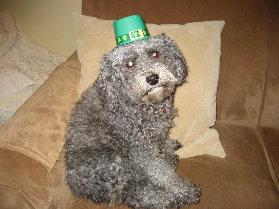 Curly-haired gray dog wearing a green shamrock hat while seated on a couch.