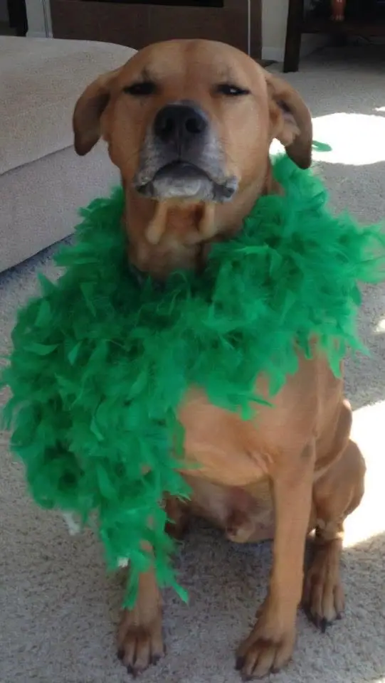 A brown dog sits indoors wearing a bright green feather boa.