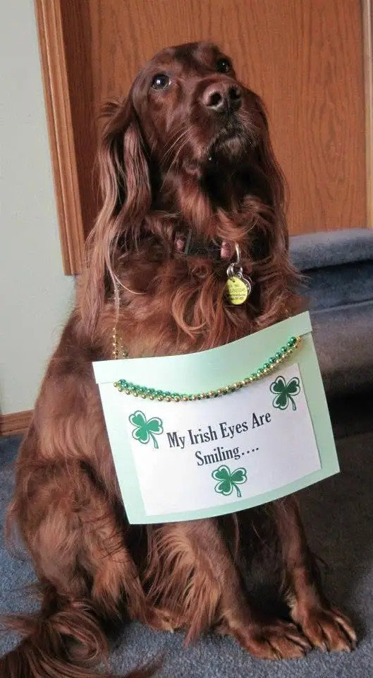 A long-haired brown dog sits indoors wearing a shamrock-decorated sign that reads “My Irish Eyes Are Smiling...”