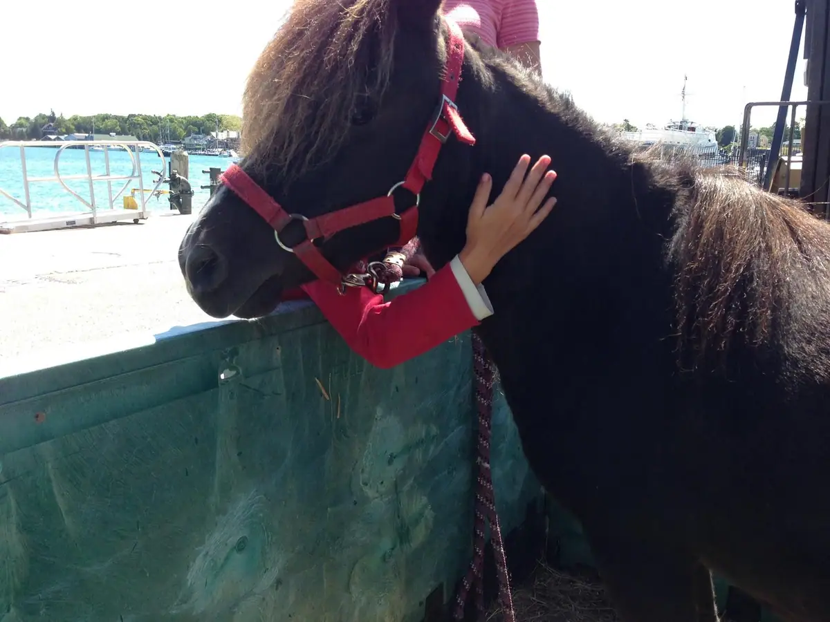 A dark horse in a red halter is petted beside a green barrier near a harbor.