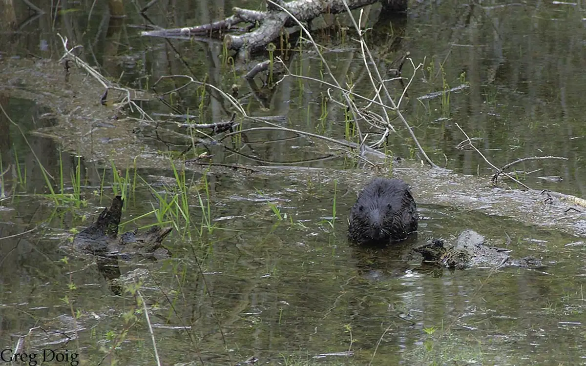 A beaver sits in shallow, plant-filled water among fallen branches.