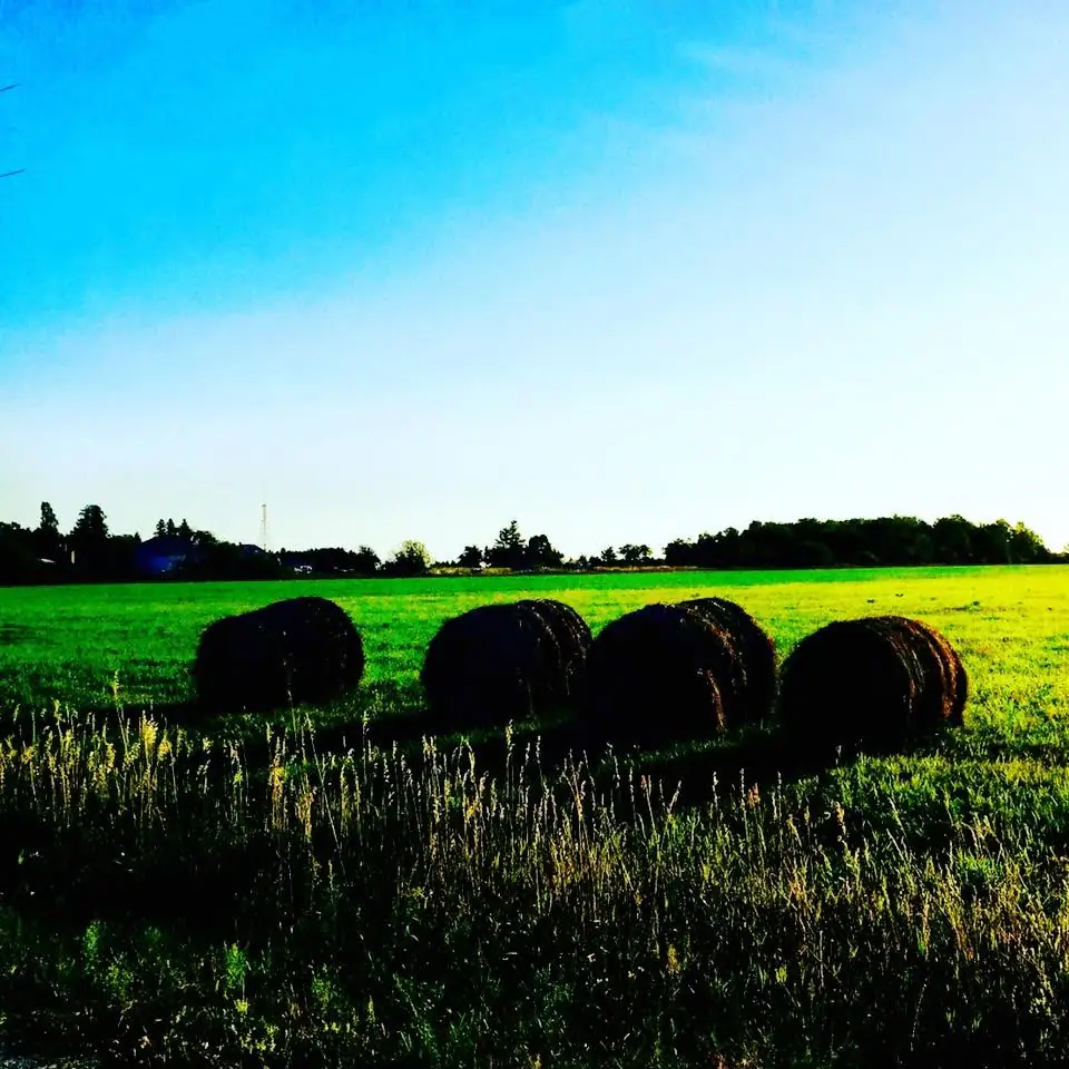 Four round hay bales sit in a sunlit field beneath a bright blue sky.