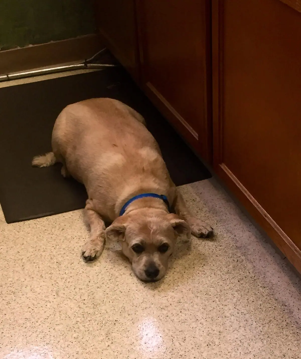 A tan dog wearing a blue collar lies on a dark mat and speckled floor beside wooden cabinets.