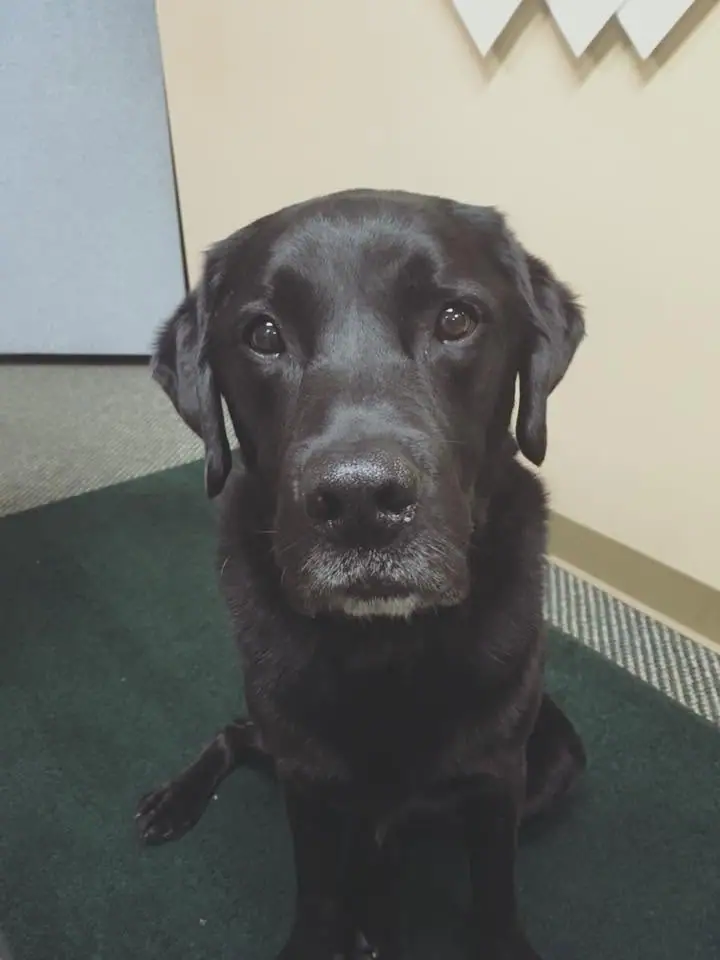 A black dog sits facing the camera on a dark green carpet indoors.