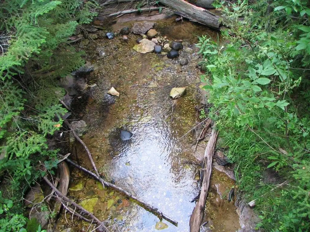 A shallow clear stream flows over stones and fallen branches beneath dense green forest vegetation.