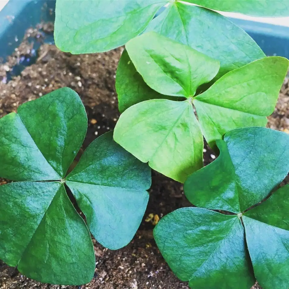 Close-up of green three-lobed leaves growing in dark soil.