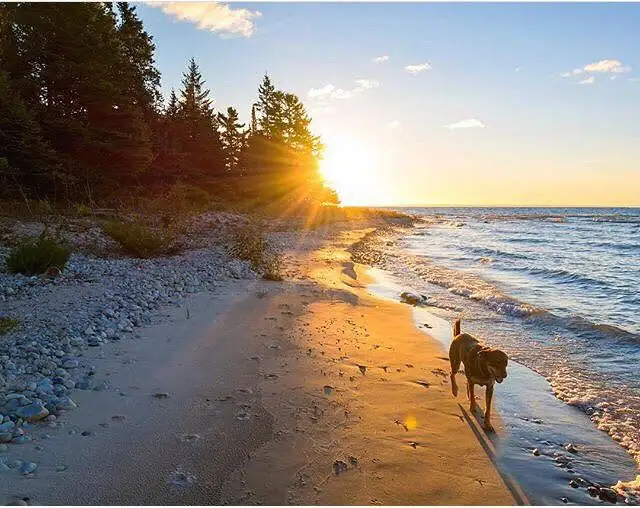 A dog walks along a pebbled shoreline in the warm light of sunset.