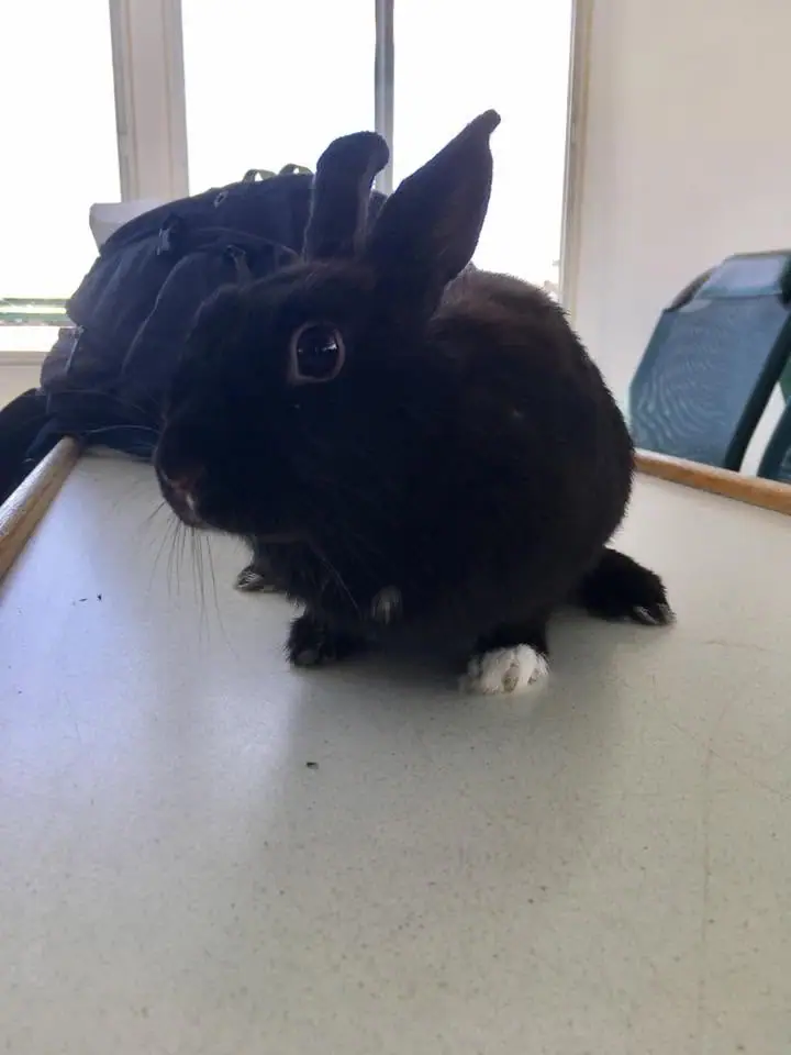 A black rabbit with white paws sits on a pale speckled countertop indoors.