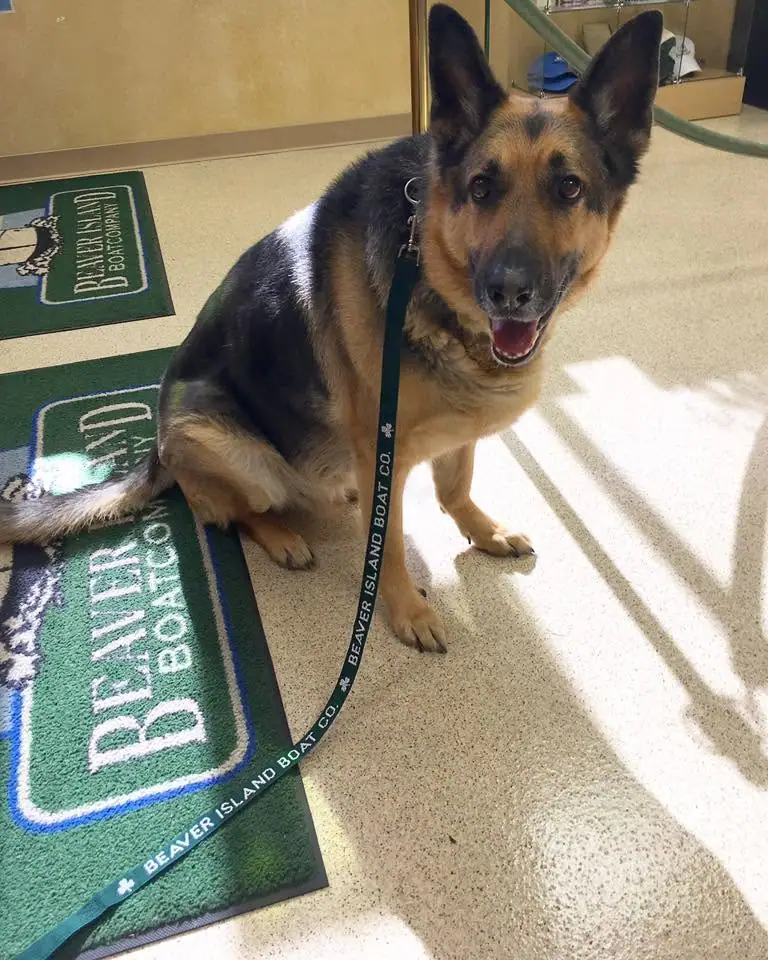 A German Shepherd-type dog sits indoors on branded mats while wearing a matching printed leash.