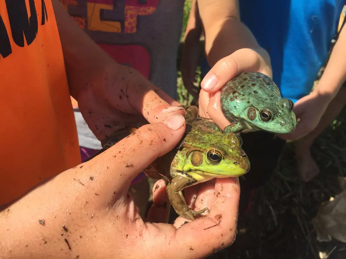 Two frogs are held in muddy hands outdoors, with partially visible people and vegetation behind them.