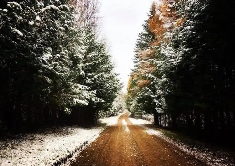 A snow-dusted dirt road runs between evergreen and deciduous trees.