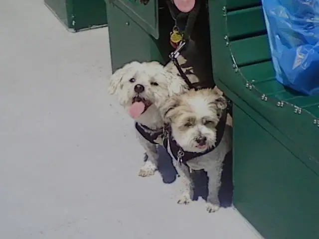 Two small shaggy dogs stand together in harnesses beside a green structure.