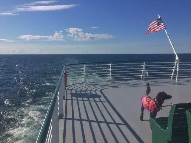 A black dog in a bright striped shirt stands on the open deck of a vessel with an American flag flying behind it.