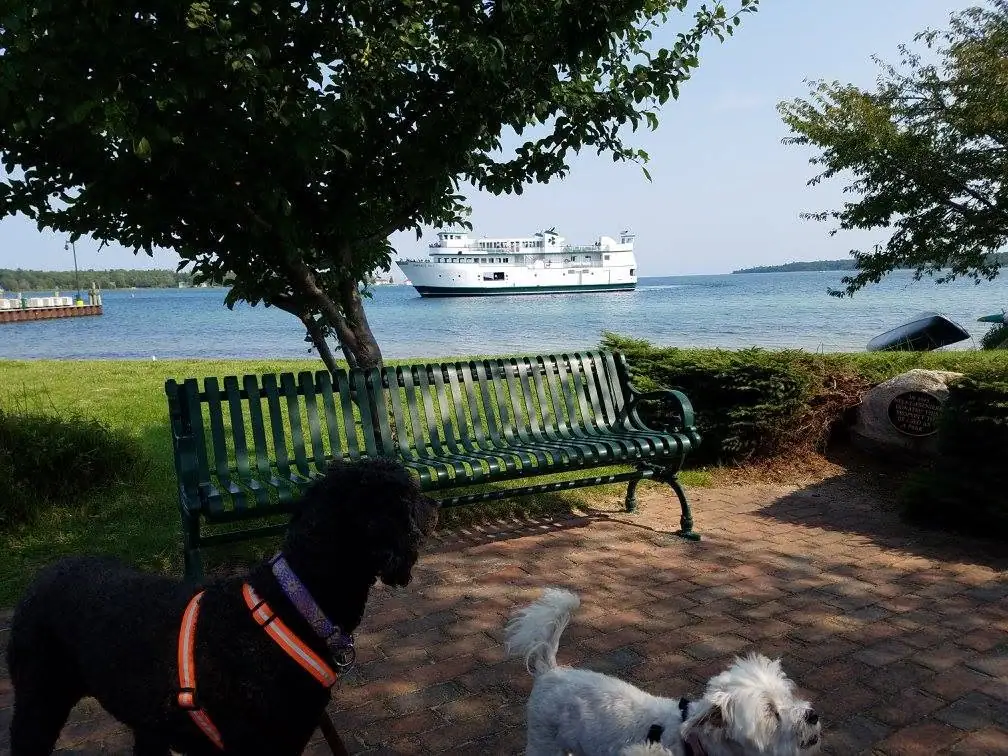 A white passenger ferry sits offshore beyond a green park bench and two dogs.