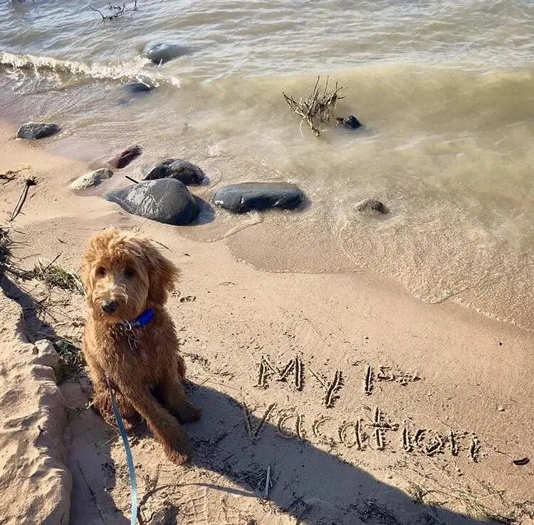 A curly-haired brown dog sits on a sandy shoreline beside the words “MAY VACATION” written in the sand.