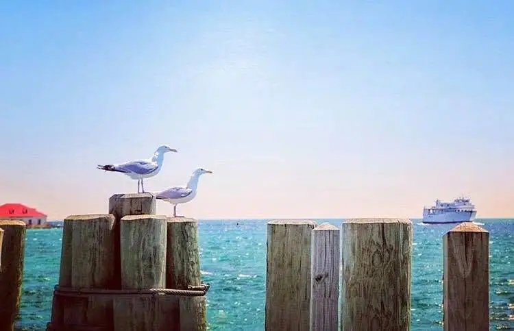 Two gulls perch on wooden pilings as a passenger ferry crosses bright blue water.