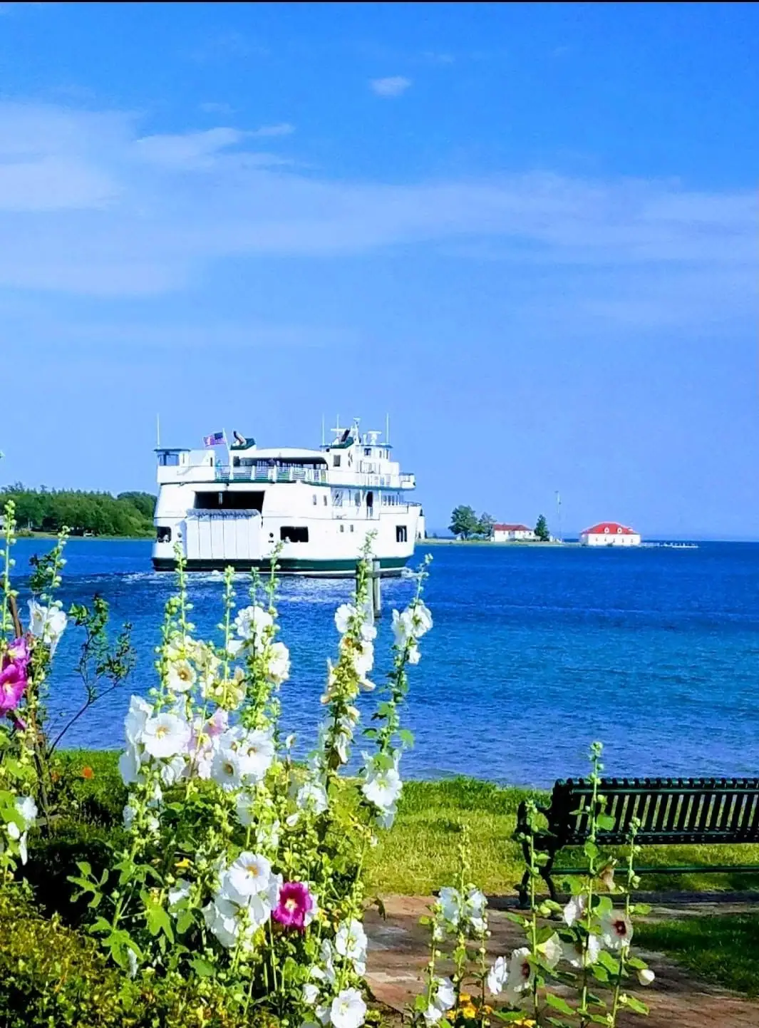 A white ferry passes behind tall flowering plants beside a dark green bench on the waterfront.