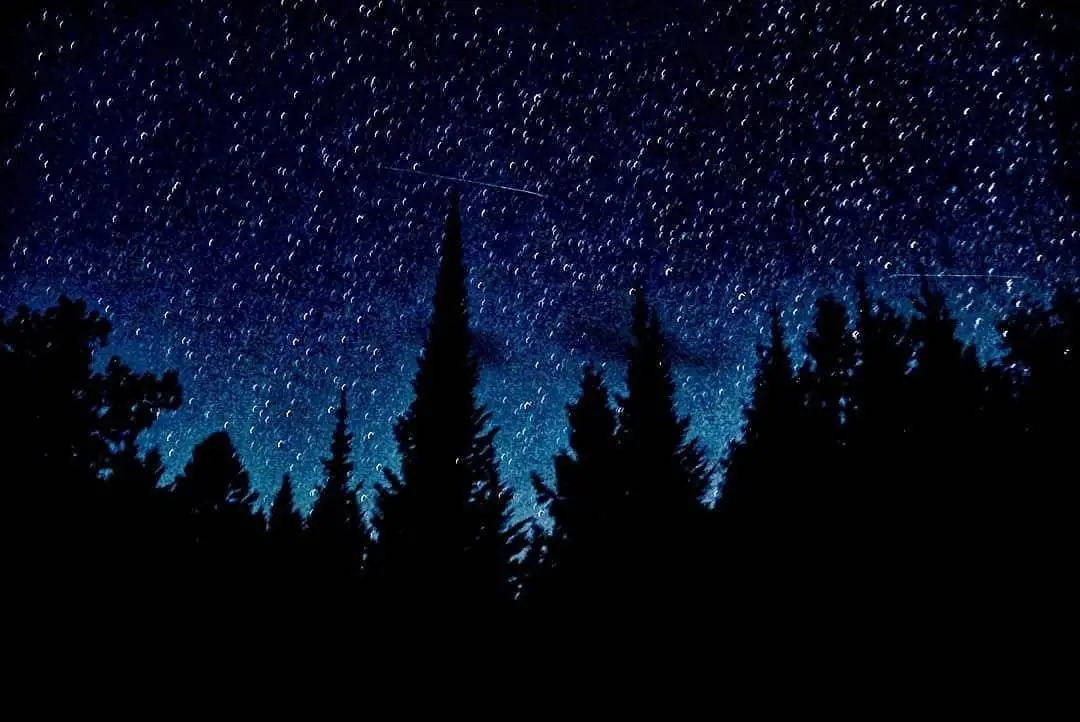 A star-filled night sky with two bright streaks above a dark conifer forest.