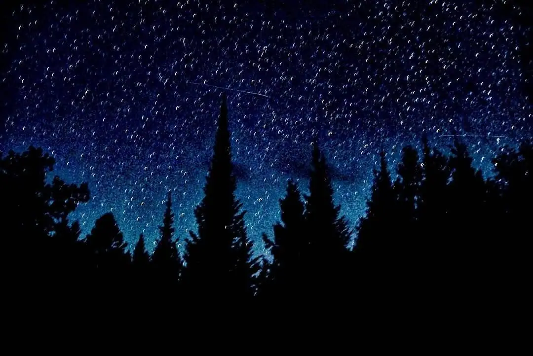 A star-filled blue night sky rises above the silhouettes of conifer trees.
