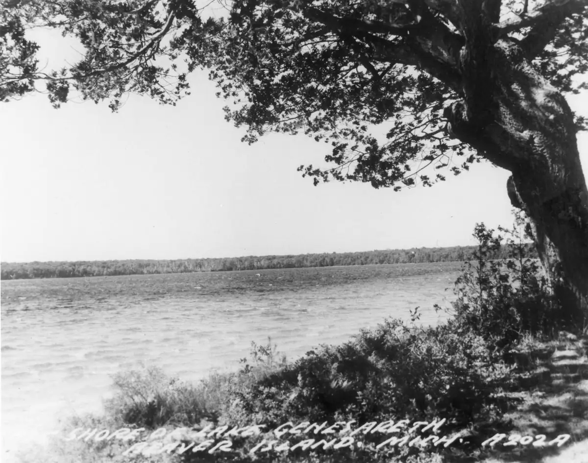 Black-and-white view across rippled water, framed by a large shoreline tree and overhanging branches.