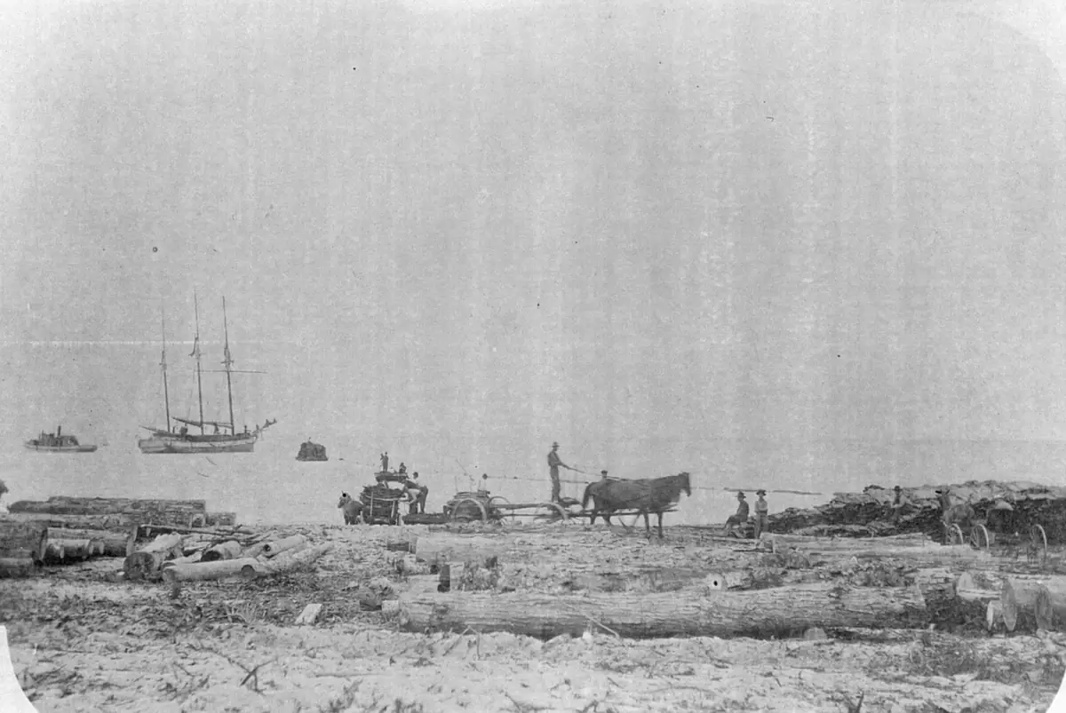 Men load logs with a horse-drawn wagon on a sandy shoreline while sailing vessels wait offshore.