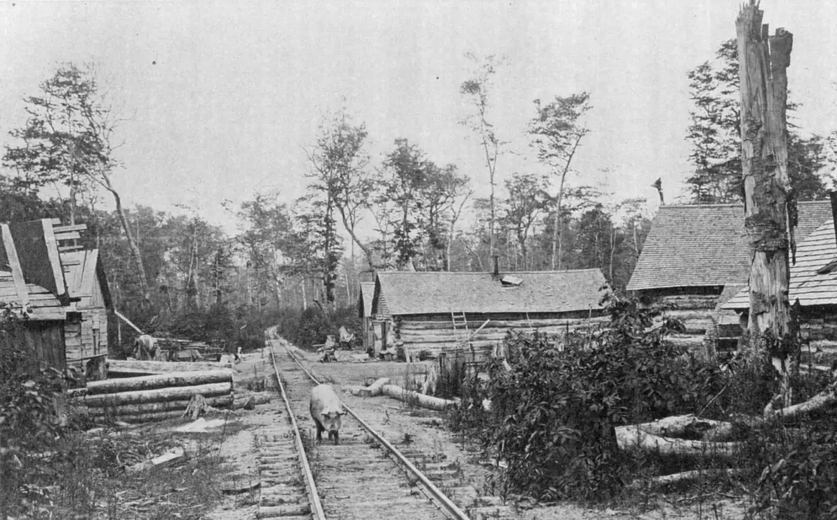 A pig stands on narrow rail tracks running through a wooded logging settlement with log buildings and timber piles.