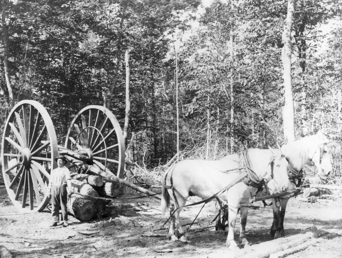 A man stands beside a horse-drawn log wagon with two horses in a forest clearing.