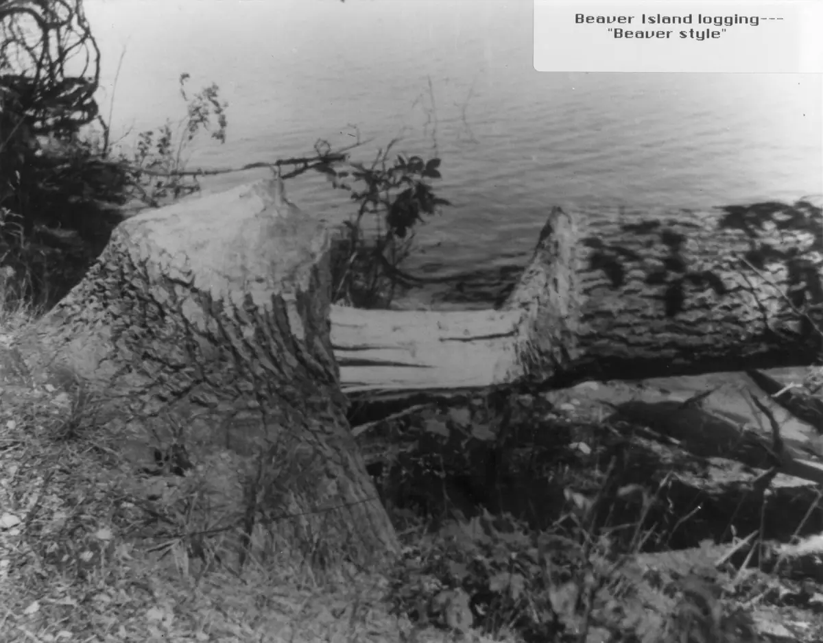 Black-and-white photograph of a large cut stump and felled log beside the water.