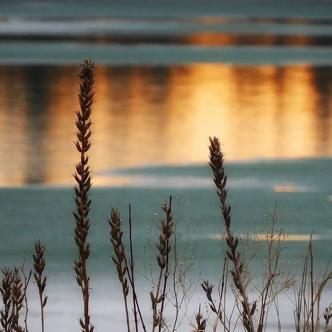 Tall dried plants stand in front of softly blurred water reflecting warm sunset colors.