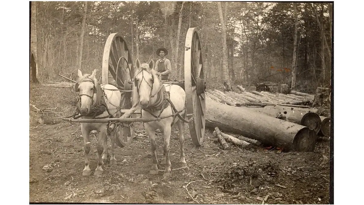 Two draft horses stand harnessed to a large-wheeled logging wagon beside felled timber in a forest.