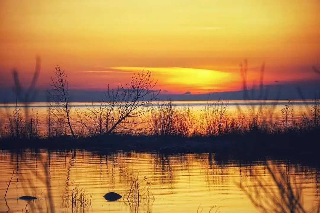 A vivid sunset glows over calm water, with silhouetted reeds, shrubs, and two dark waterbirds in the foreground.