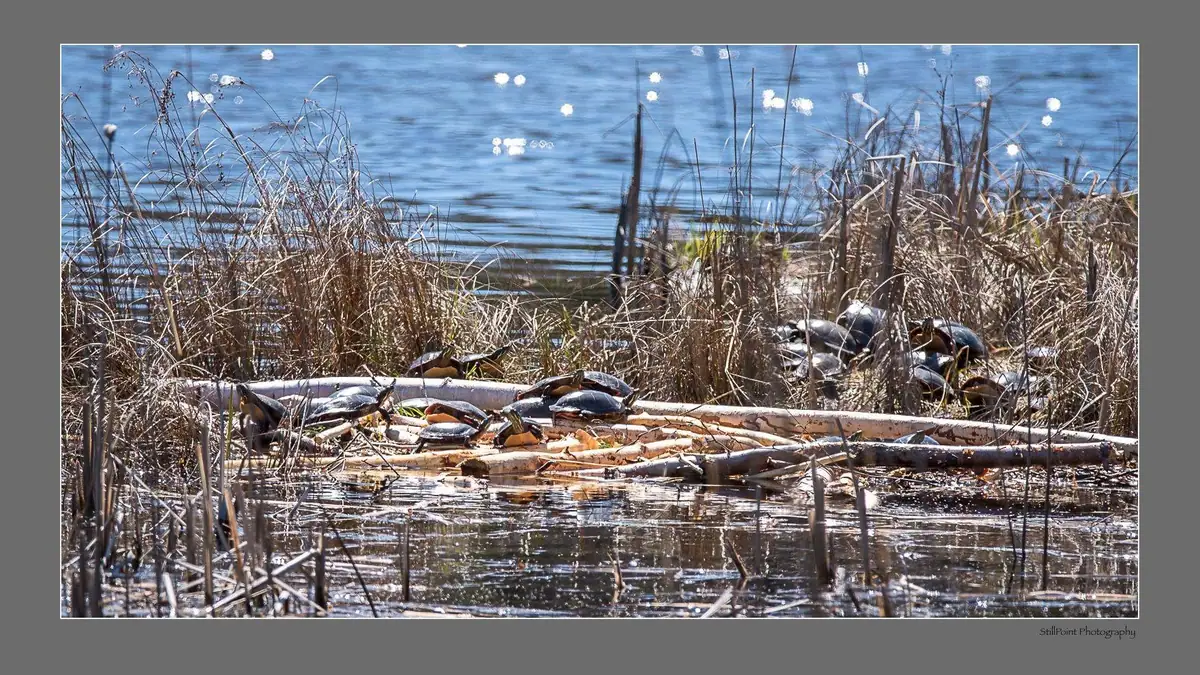 A group of turtles bask on fallen logs amid reeds at the edge of rippling water.