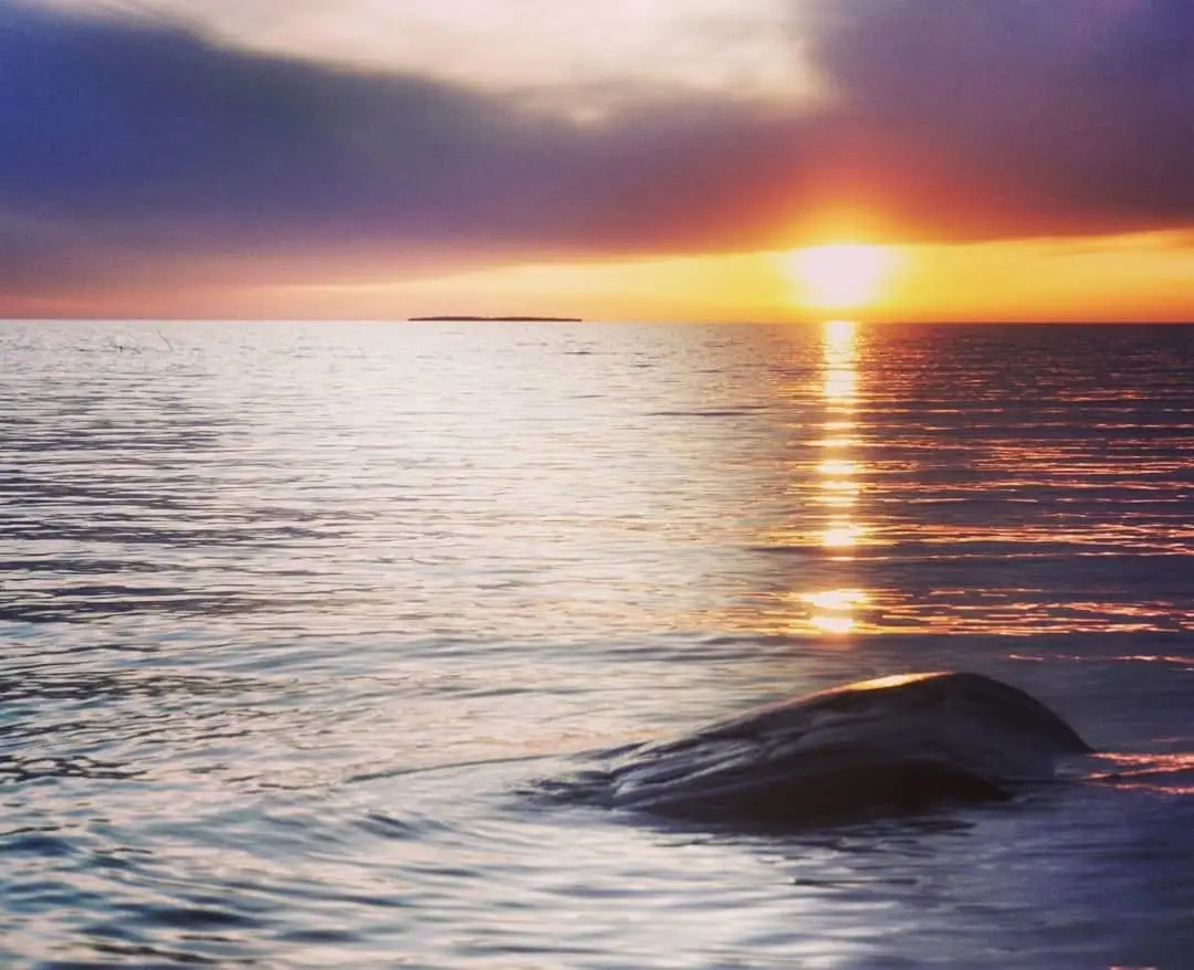 A whale-like dark form breaks the water in the foreground beneath a glowing sunset.