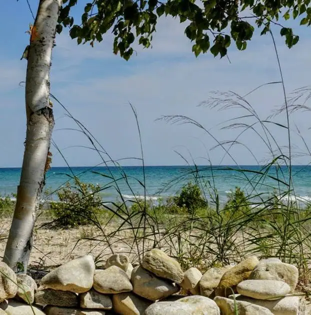 A birch tree and dune grass frame a sandy shoreline with blue water and a low wall of rounded stones.