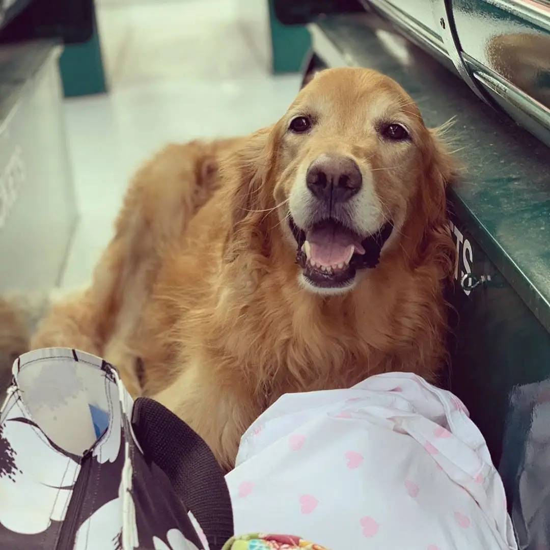 A golden retriever sits between benches inside a passenger vessel, facing the camera.