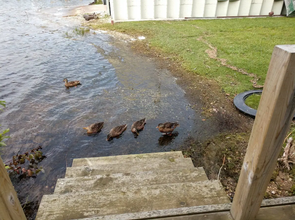 Five ducks gather in shallow water beside wooden steps leading from a grassy bank.