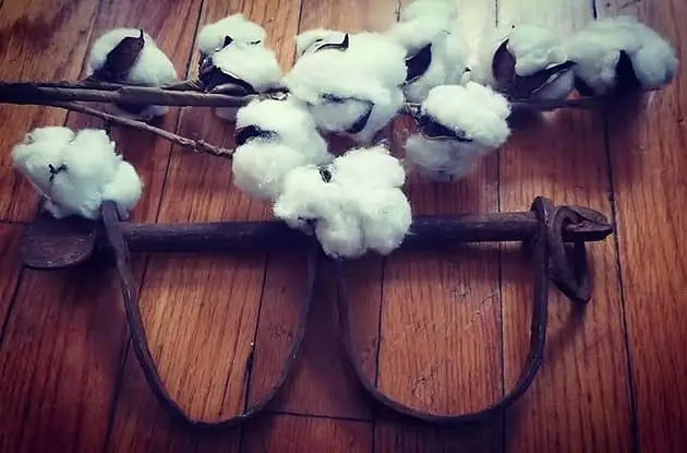 White cotton bolls rest on a weathered wooden and metal agricultural implement against a plank floor.