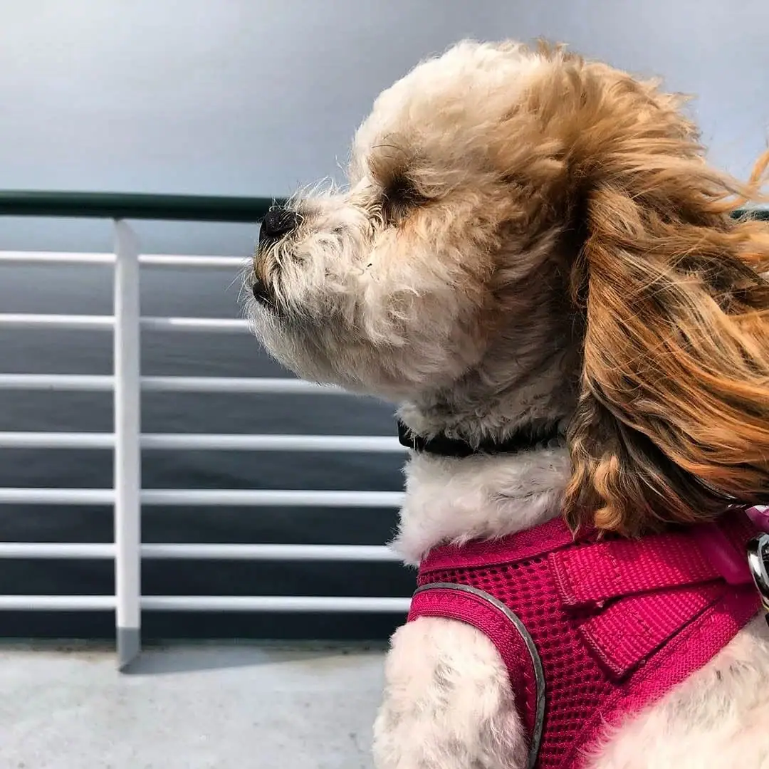 A small shaggy dog in a bright pink harness looks across dark water from behind a white deck railing.
