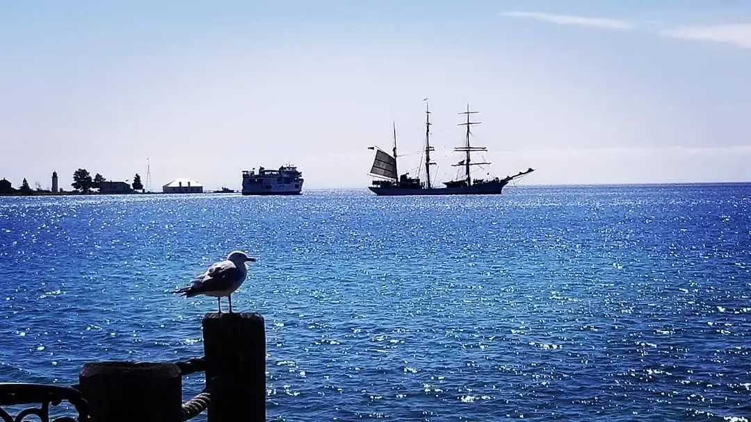 A gull stands on a wooden piling as a ferry and tall sailing ship move across bright blue water.